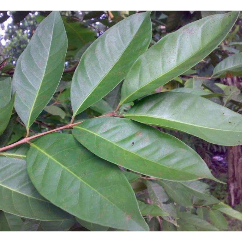 

Daun Salam segar 150 gram