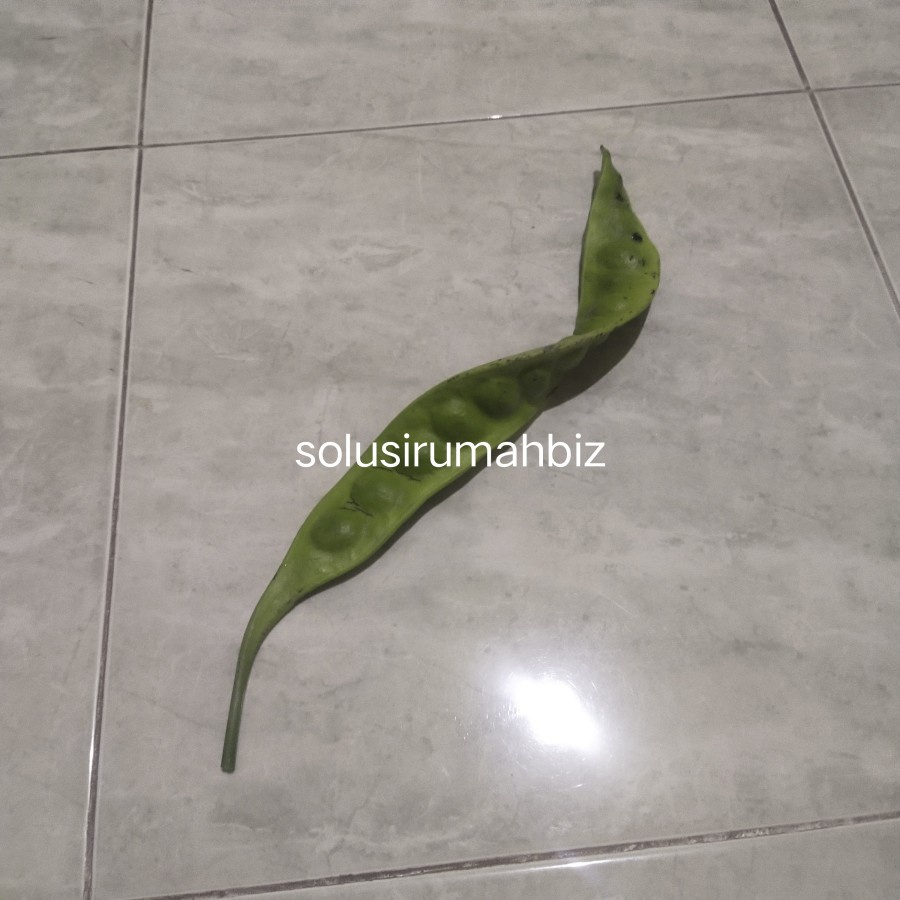 buah pete per helai lembar petai sayur segar halus organik 1 papan