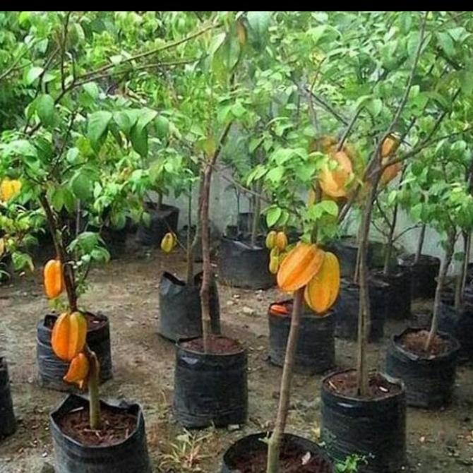 Tanaman buah belimbing madu sudah berbuah tinggi 60 cm