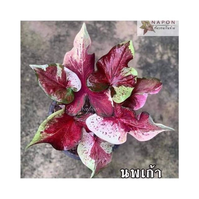 caladium nhopakaw/NPK