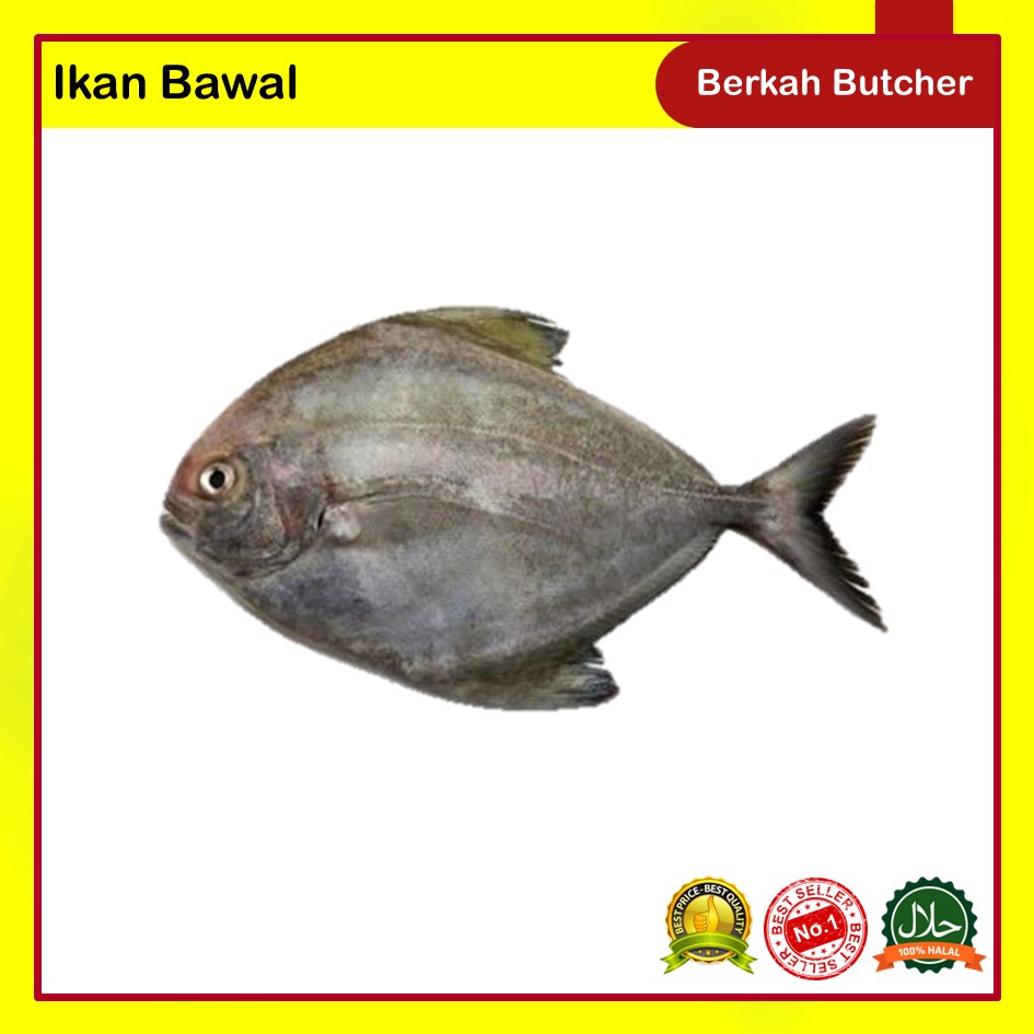 Ikan Segar Lele Gurame Nila Bawal Mas Hidup Segar - Berkah Butcher - Ikan Nila, 500 Gram