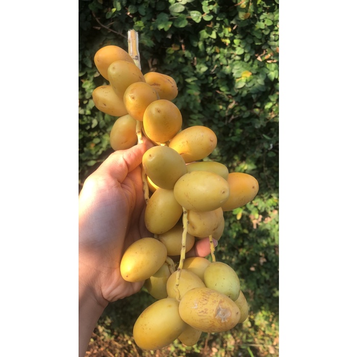 

Kurma muda kuning ruthob ruthab barhi 500gr