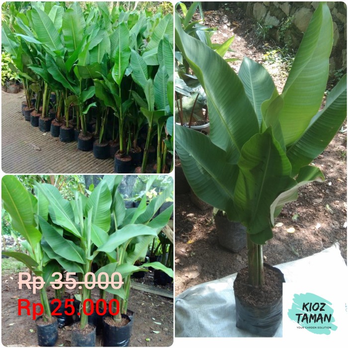 Tanaman pisang karibay - pohon pisang karibay - pisang-pisangan EE44