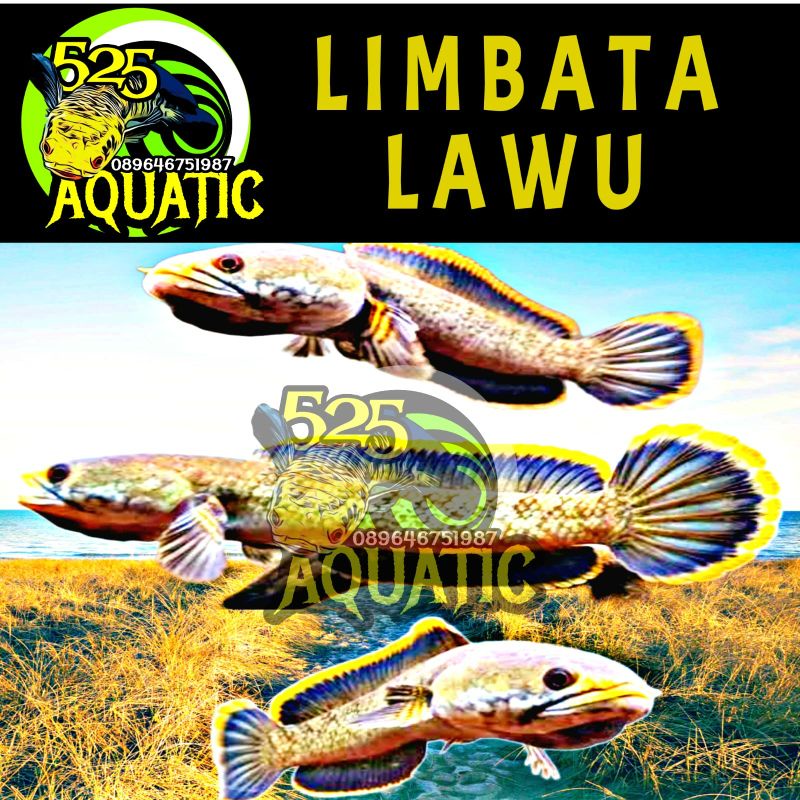 Chan na lim barca alias limbata lawu cb bakat rim tebal kuning calon gondrong