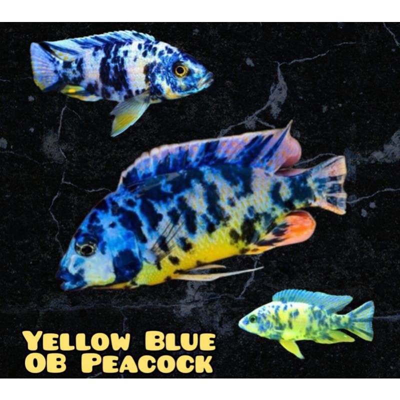 Cichlid Yellow Blue OB Peacock 7 8 cm