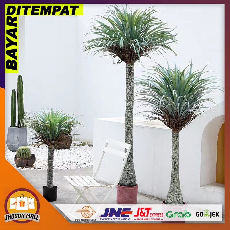 JM Pot Bunga Plastik / Tinggi pohon : ± 1.8 Meter Pohon Palem Nolina Ponytail Palm / Tanaman Hias Pl