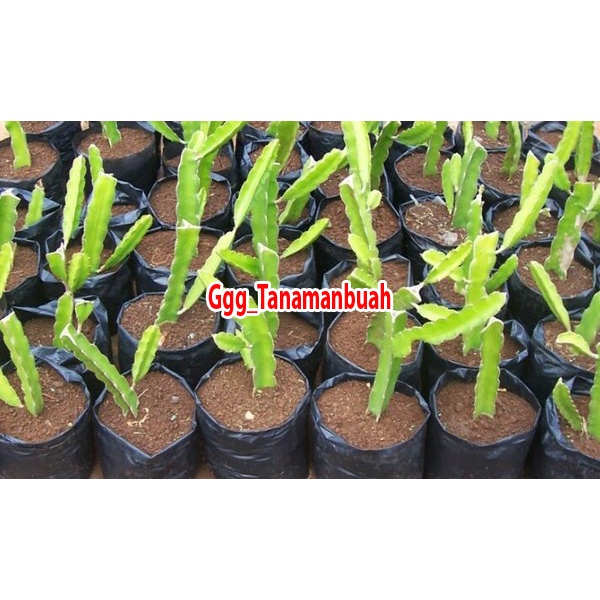 Bibit Buah Naga Merah Super