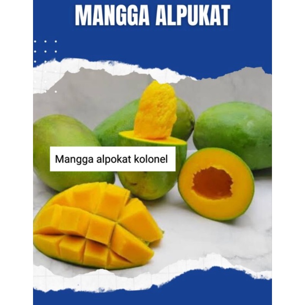 

Mangga Alpokat