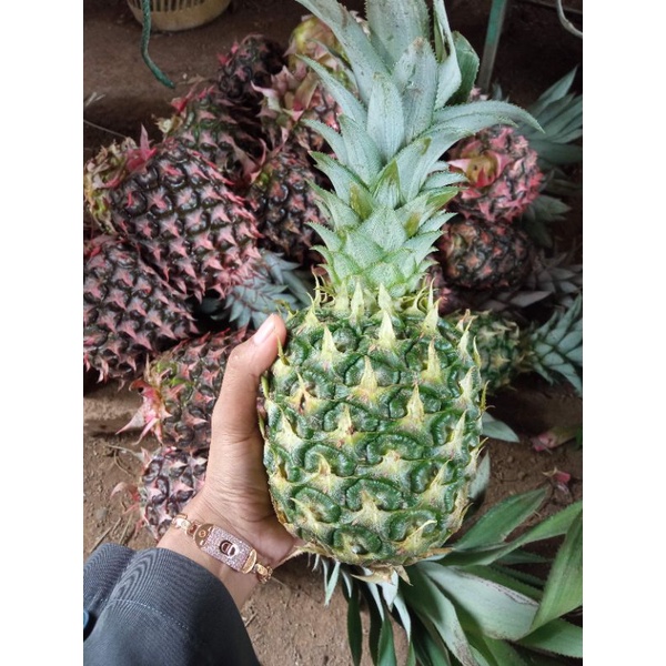 

Nanas Segar baru petik dari Lahan