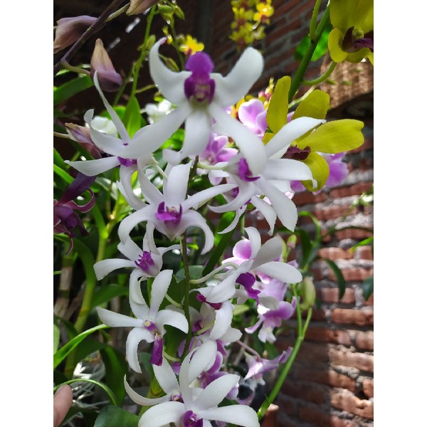 Dendrobium Uthai White