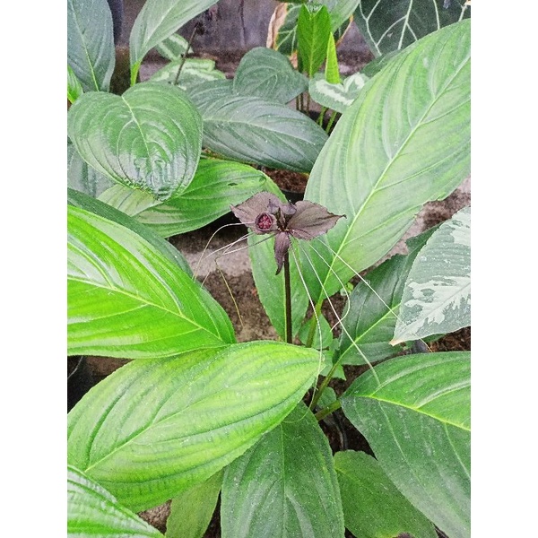 Anggrek Tacca/ AnggrekTanah Hitam Kelelawar