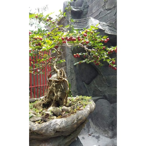 Tanaman Jeruk Kinkit Berbuah Bahan Bonsai