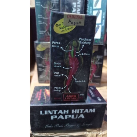 minyak lintah  Papua asli