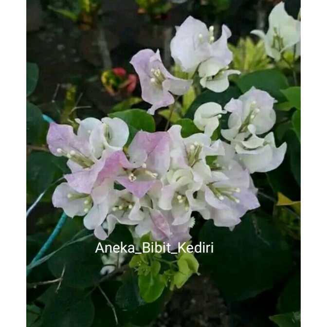Bibit Tanaman Hias Bunga Kertas Bougenvil Import id Bengawan Solo Cantik Termurah Ori bukan sambung