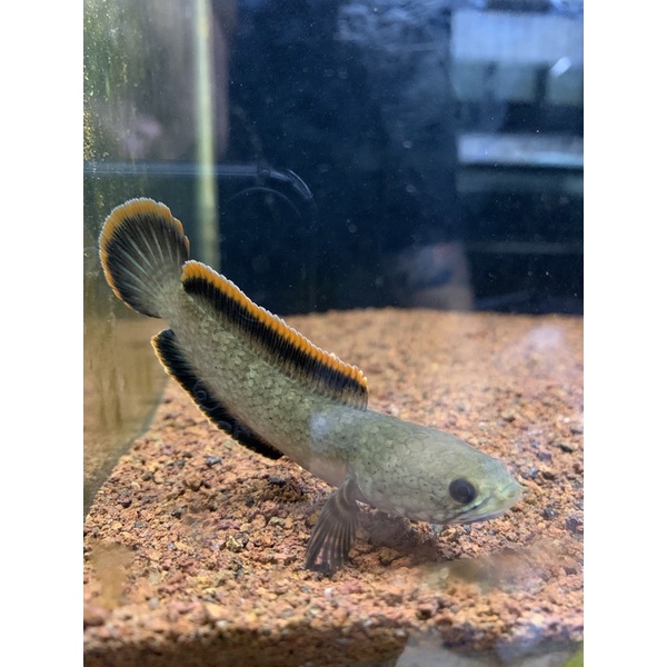 LIMBATA LAWU 9-10cm MANGAP‼️