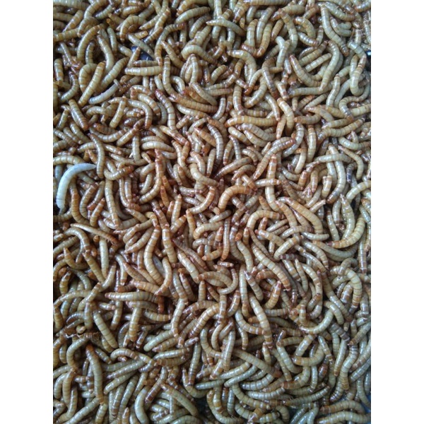 ulat hongkong pakan burung pakan ikan 100gram