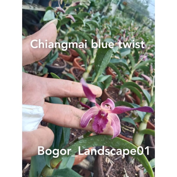 anggrek dendrobium Chiangmai blue twist // real pict