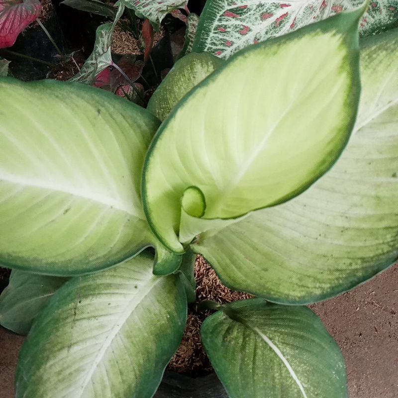 tanaman bunga diven harmoni