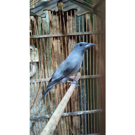 burung kepodang sungu jantan