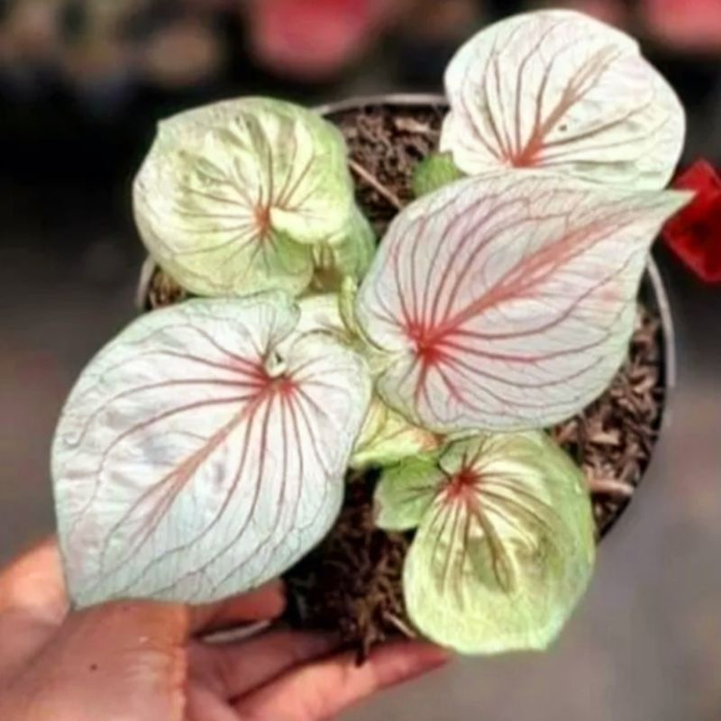 Caladium White Angel 1-3 Daun Tanaman Keladi Hias Murah Impor Thailand Import BUKAN bonggol bibit