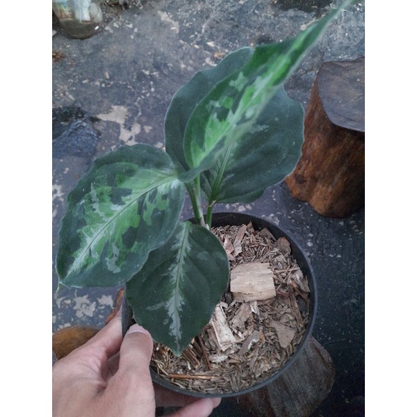 aglonema pictum tricolor