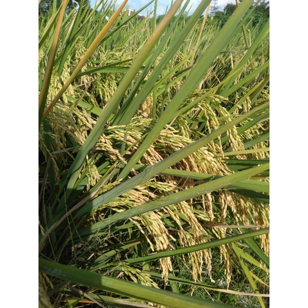 BIO7 PUPUK CAIR ORGANIK BIOAKTIFATOR ORIGINAL