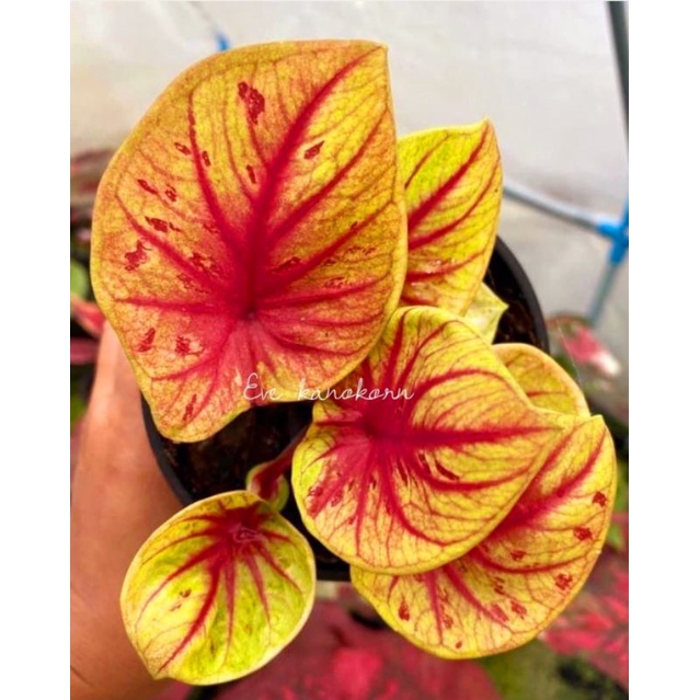 Tanaman Hias Keladi Jathulatrep | Anakan Keladi Hias Jathulatrep / Tanaman Hias Hidup