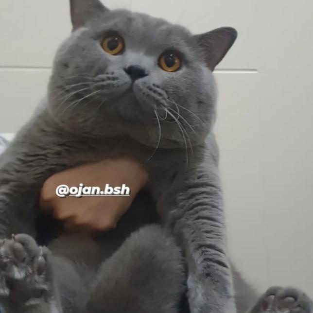 CAT RAW FOOD PUYUH GILING