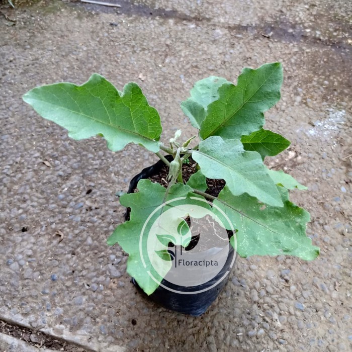 Bibit pohon terong ungu - Tanaman buah terong ungu panjang - Sayur FF11