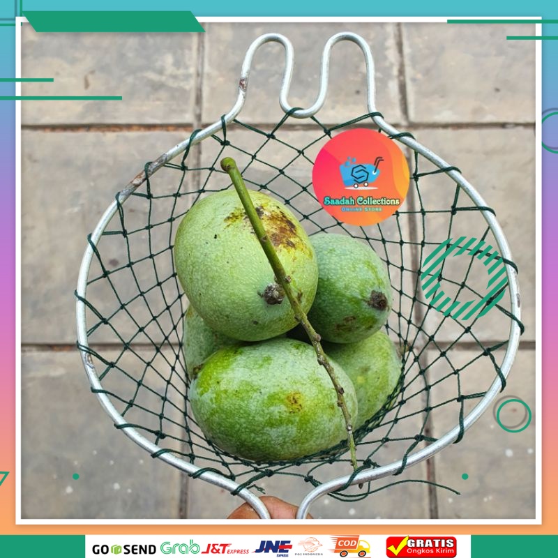 Alat pemetik buah mangga / Orok orok