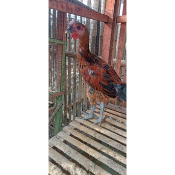Ayam Janggar Pelung Jumbo  Asli Cianjur Umur 4 bulan Kondisi Hidup Jenis Kelamin Jantan Warna Merah