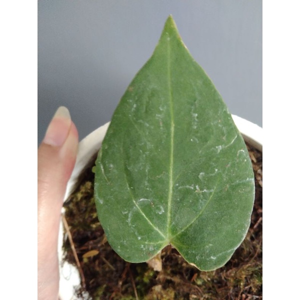 Anthurium H.U bonggol