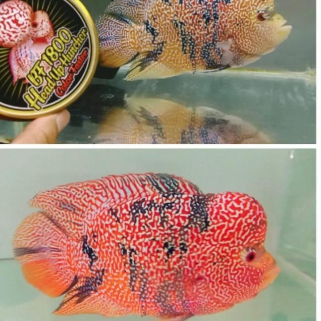 PELET BF1800 & BF800 STRONG COLOR BIG HEAD PAKAN LOHAN LOUHAN TERBAIK - BF800, Mini