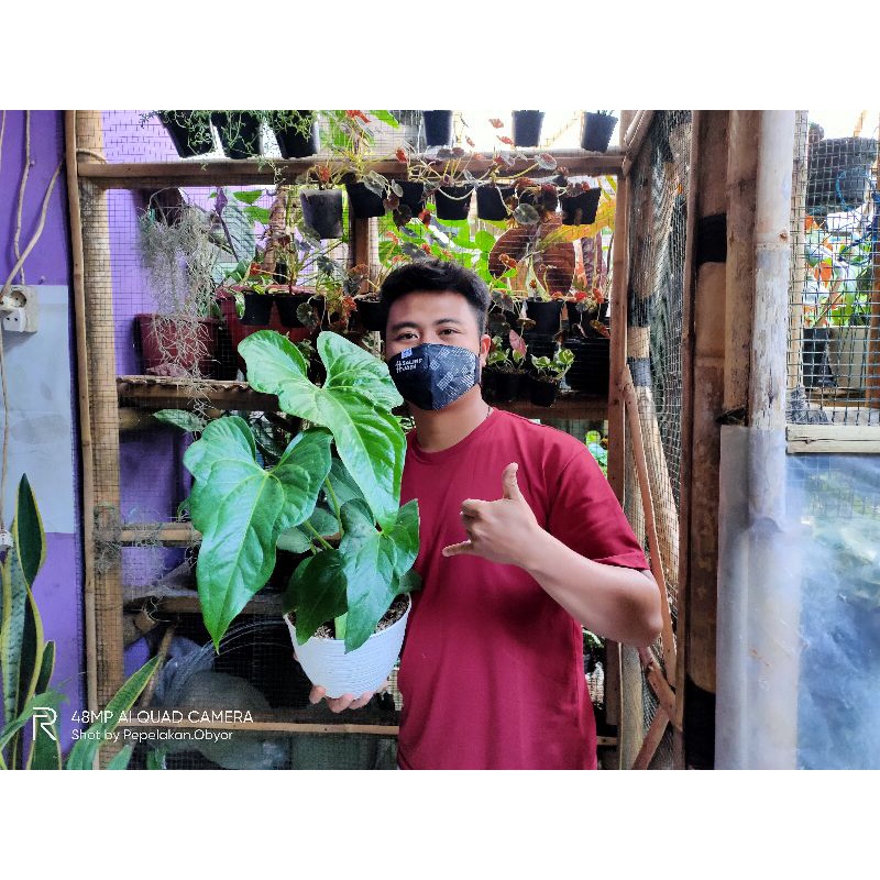 Anthurium Macrolobium x Clarinervium