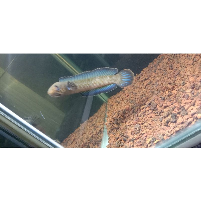 chana andrao 5-6cm single tank