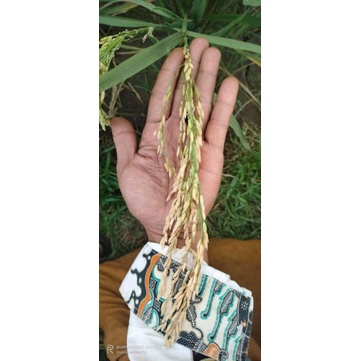 BENIH PADI KABIR 07 GENJAH ORIGINAL