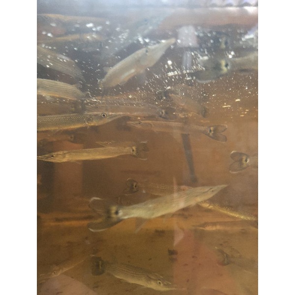 Hisan akuarium hujeta gar