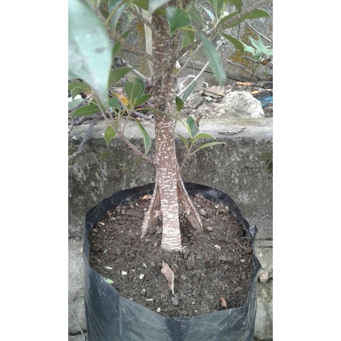 Bonsai Kimeng Pecah Batang 4