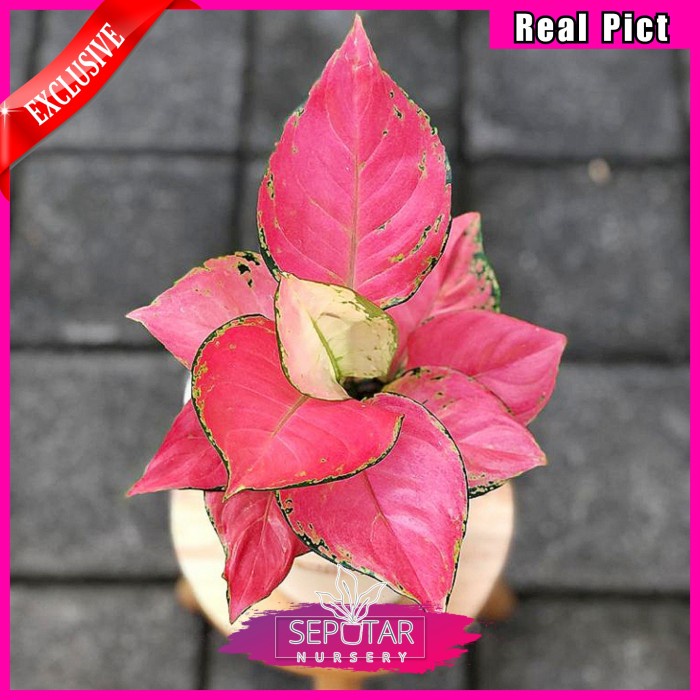 (BISA COD) Aglonema pink catrina - Tanaman hias aglonema