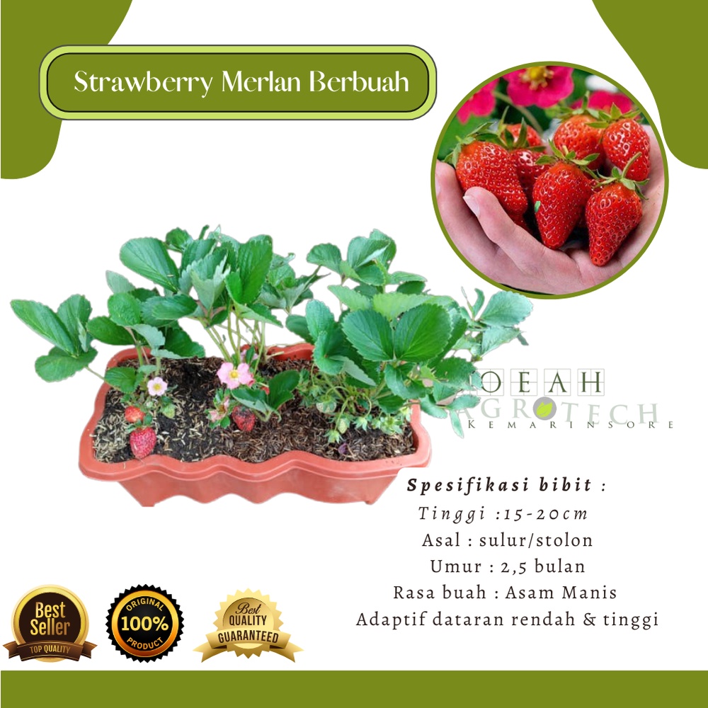 Bibit Tanaman Buah Strawberry Merlan Berbuah Kondisi Rimbun Tanaman Strawberry Bunga Pink Berbuah