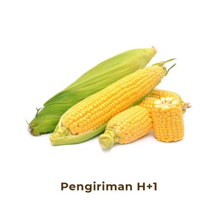 

Jagung Segar