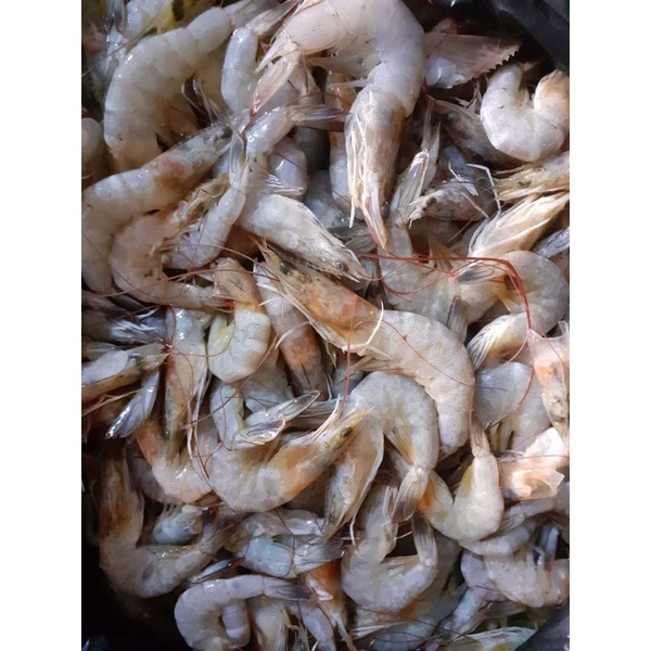 Udang Segar Kecil