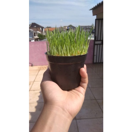 Catgrass/Rumput Kucing/Rumput Gandum