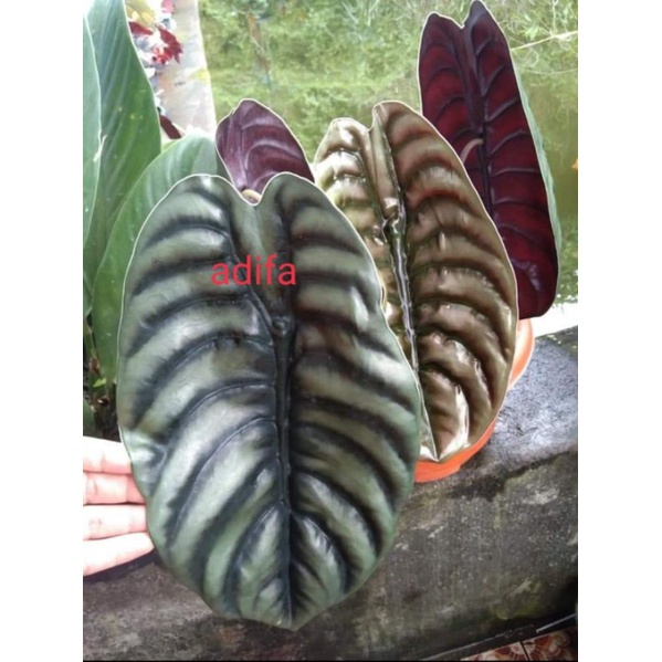 Alocasia cuprea tengkorak hitam