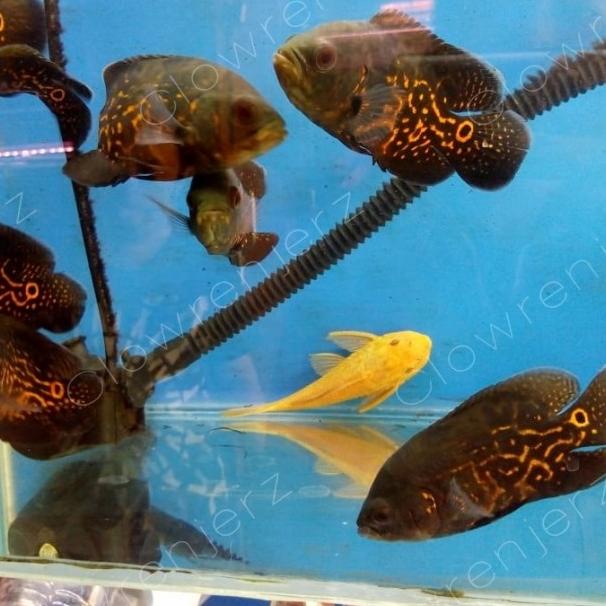 ikan oscar tiger batik black