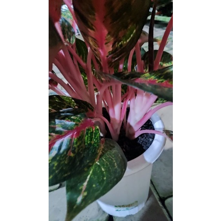 Aglonema Hot Lady Flaming rumpun 4