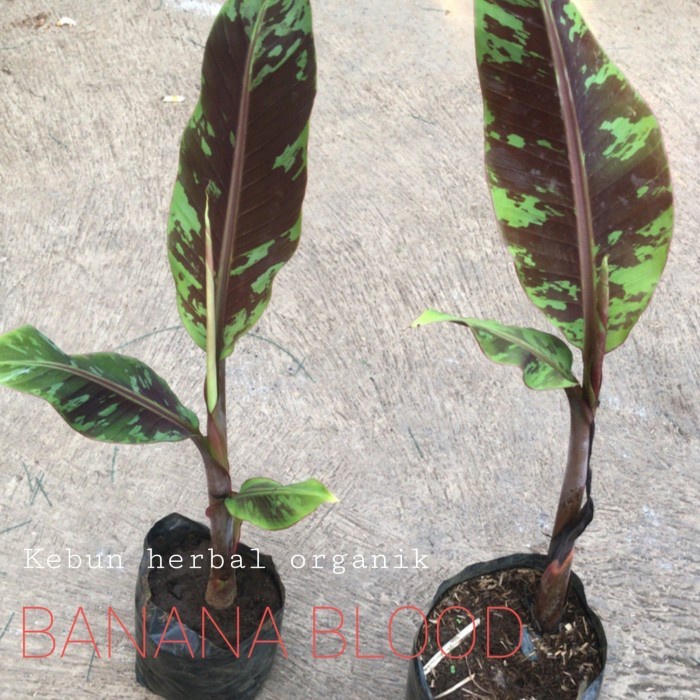 Pohon pisang hias varigata merah - Banana blood