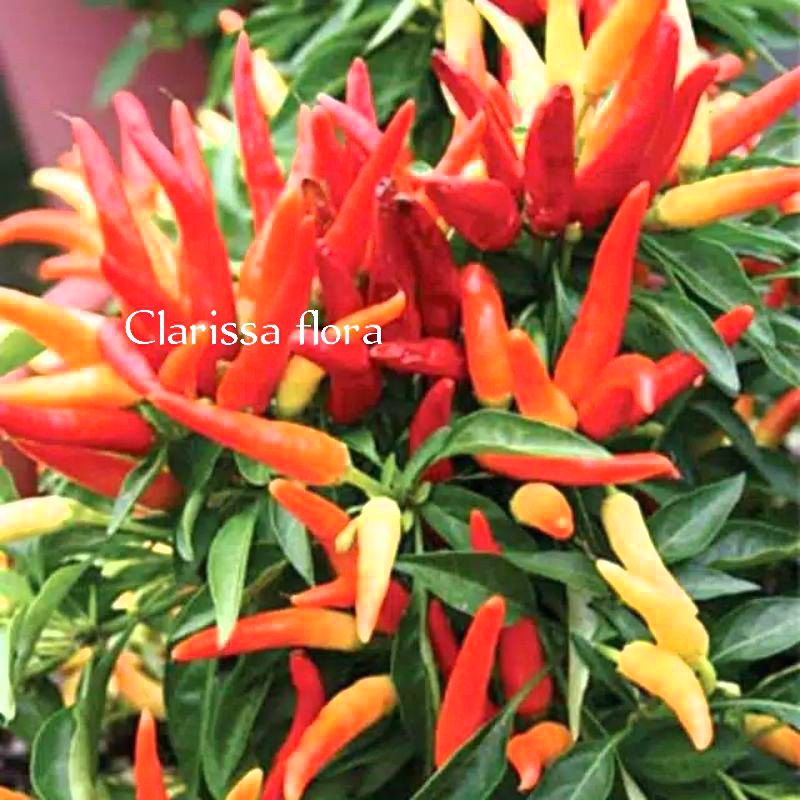 Tanaman pohon cabe rawit merah sudah dewasa  / pohon cabai rawit merah /