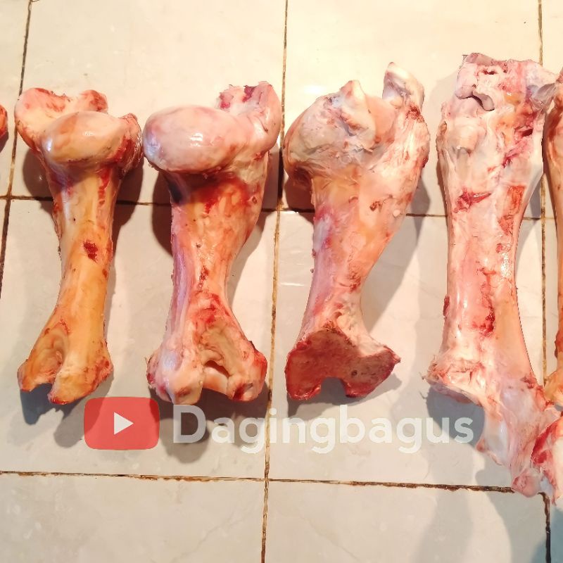 

Tulang Sumsum Sapi