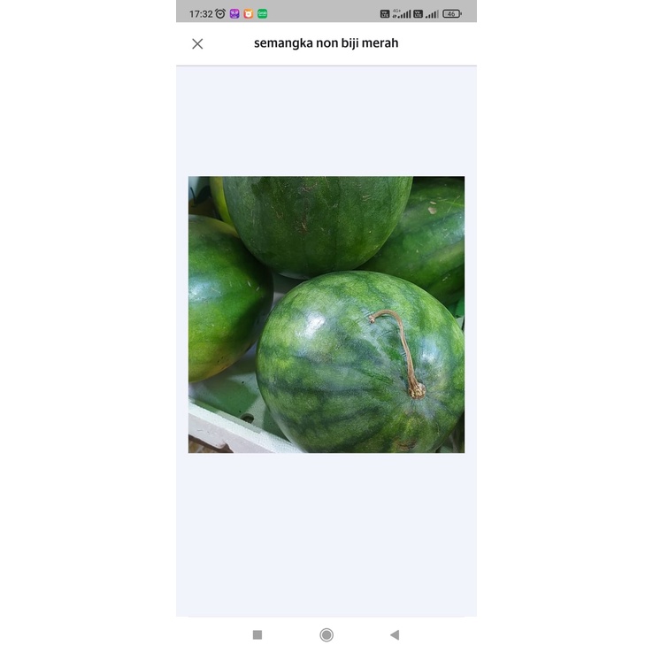 

Buah Semangka Merah Non Biji/Semangka Merah Manis 1Buah